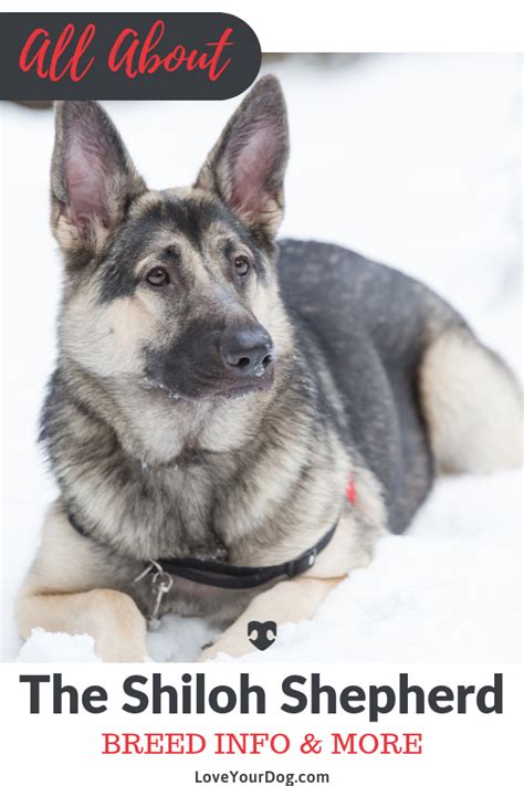 Shiloh Shepherd Dog Breed Information Facts Traits Pictures And More