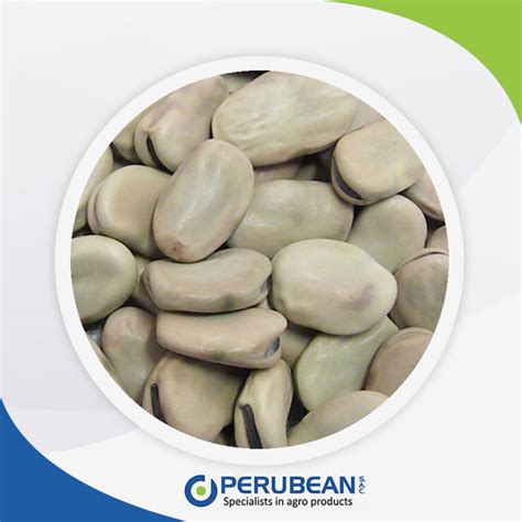 Habas Fava Beans Perubean