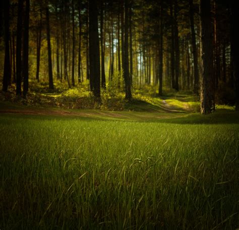 Free Images Tree Nature Forest Light Fog Field Night Lawn