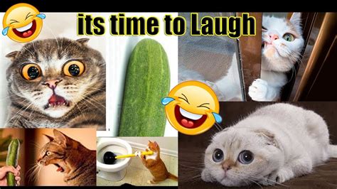 Funny Cats Will Make You Laugh Funny Cat Compilation