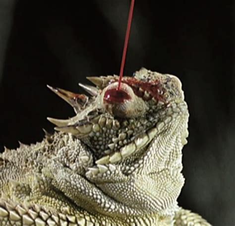 Horned Lizards Shoot Blood From Their Eyes Rpics