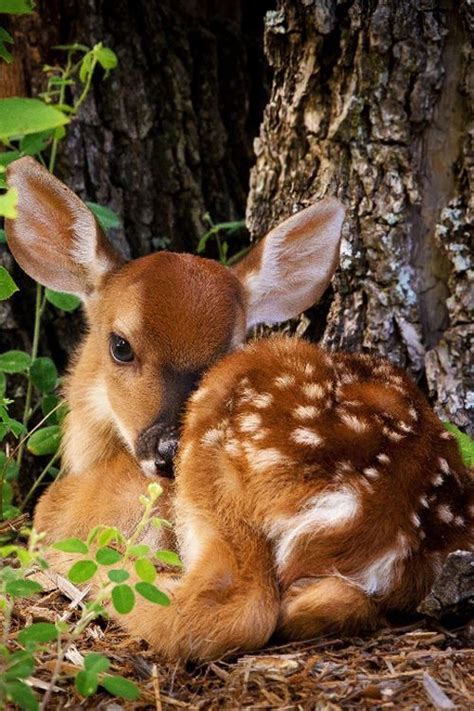Pin By Em Supps On Forest ️ ️ Cute Animals Baby Animals Cute Baby