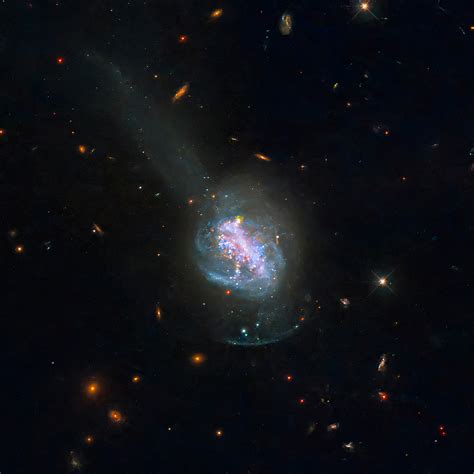 Hubble Captures Luminous Blue Compact Galaxy Bcg After Recent Merger