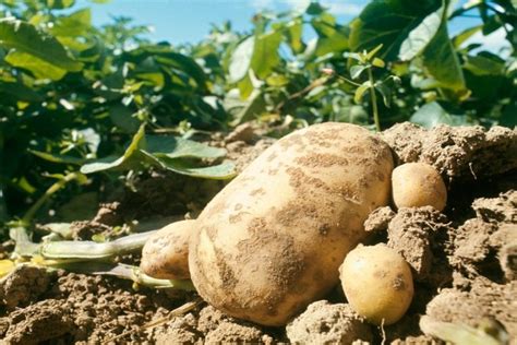 Phytosanitaire : Mildiou de la pomme de terre | Agriculture du Maghreb