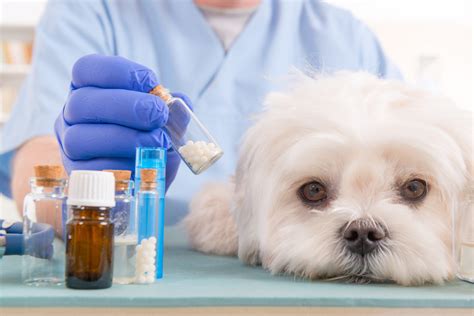 Animal Drug Compounding Fdas New Guidance And Impacts On Industry