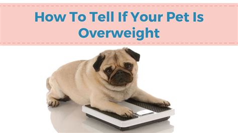 How To Tell If My Pet Is Overweight