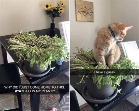 45 Funniest Cat Pictures That Prove Its Never A Dull Moment When