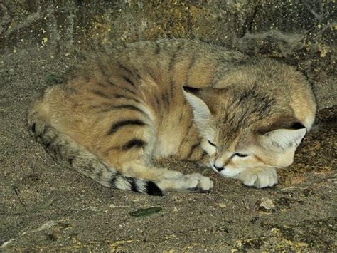 Zoo Volunteer Miscellaneous Mammals The Sand Cat