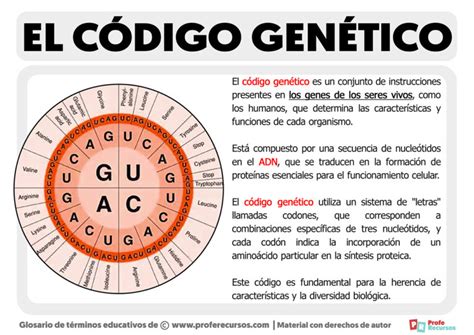 Qué Es El Código Genético