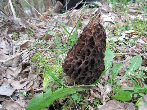 Morel Species Black Morel Morchella Elata Nzwillowherb Flickr