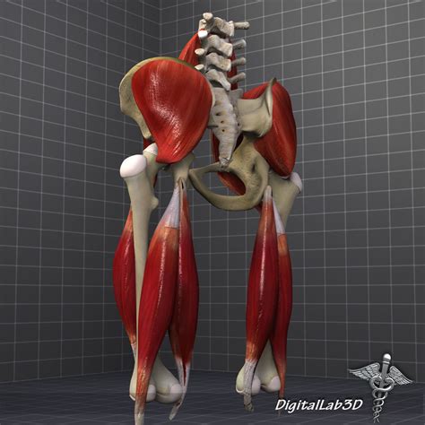 Pelvis Muscle Bone Anatomy 3d Model Cgtrader