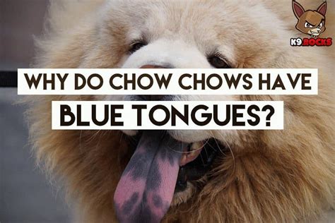 Why Do Chow Chows Have Blue Tongues K9 Rocks