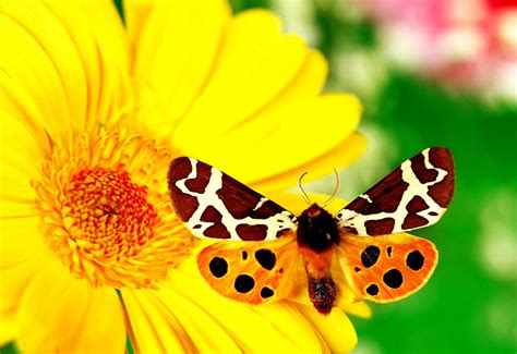 Butterfly Insects Sunflower Wallpaper 🔥 Top Free Download Images