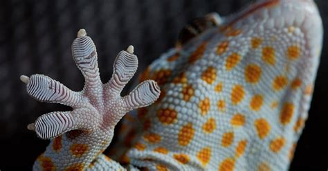 Geckskin Is A New Super Adhesive Based On The Mechanics Of Gecko Feet