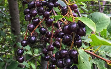 We did not find results for: Best Chokecherry Syrup Recipe | Dandk Organizer