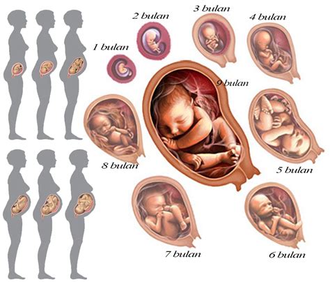 Kehamilan Biologi Reproduksi