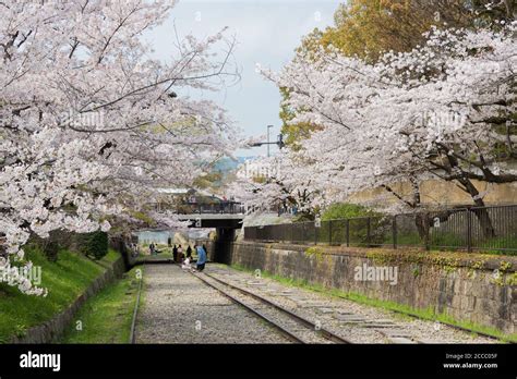 Cherry Blossoms Along The Site Of Keage Incline In Kyoto Japan Keage