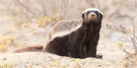 Facts About Honey Badgers That Prove Theyre Super Metal Sporcle Blog