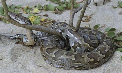 Woman Fights Python To Save Pet Dog In Hong Kong Report Woman Fights
