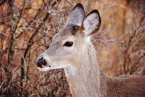 Young Doe White Tailed Deer Close Up Photograph By Gaby Ethington
