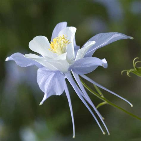 Columbine Sowing Care Blooming Dividing