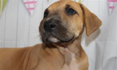 Welcome to the san antonio great dane rescue (saspca). Great Dane Puppy for Sale - Adoption, Rescue for Sale in ...