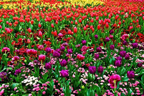 Flowers At Floriade Canberra Act Many Flowering Bulbs At T Flickr