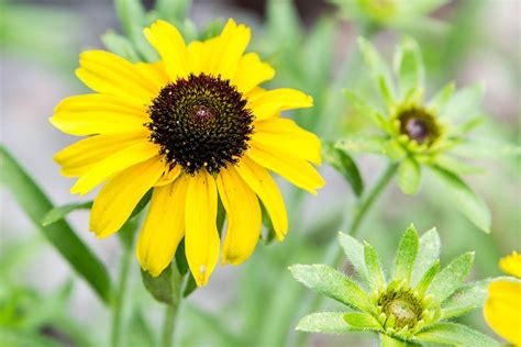 How To Grow And Care For Black Eyed Susans Rudbeckia