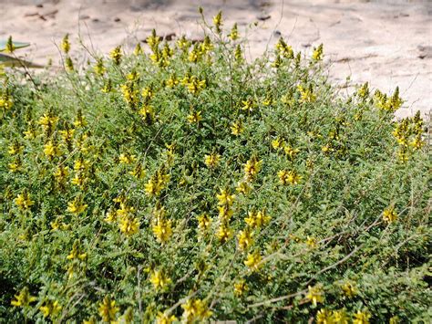 Desierto de sonora) is a north american desert and ecoregion which covers large parts of the southwestern united states in arizona, california, northwestern mexico in sonora, baja california, and baja california sur. Plant Search | Plants, California native plants ...