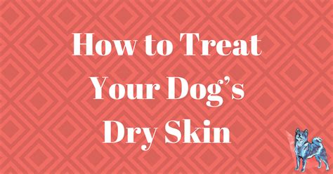 How To Treat Your Dogs Dry Skin Dog Training With Canine Perspective