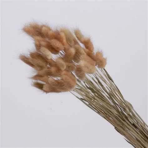 50 Stems Dried Bunny Tail Natural Plants Floral Rabbit Grass Etsy
