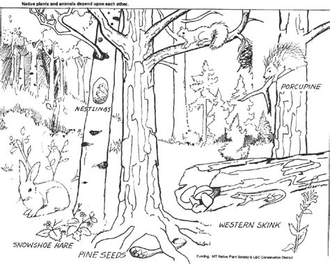 Coloring pages forest animals parkspfe org. Forest coloring pages to download and print for free