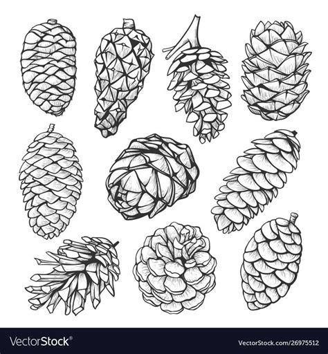 Fir Pine Cone Hand Drawn Illustrations Set Forest Autumn Collection