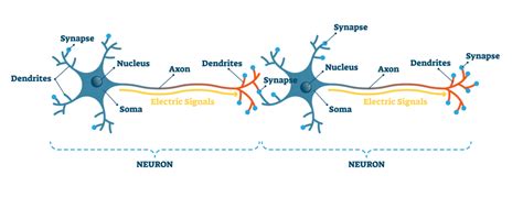 A Helpful Guide To Neuron Anatomy With Diagrams