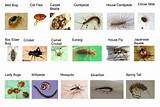 Photos of University Of Florida Pest Identification