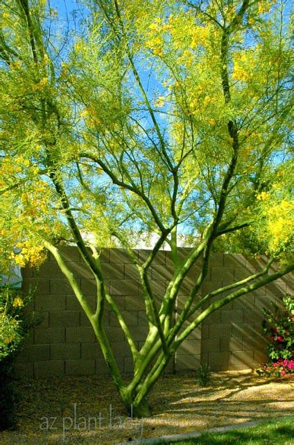 Palo Verde Tree That Rises Above The Rest