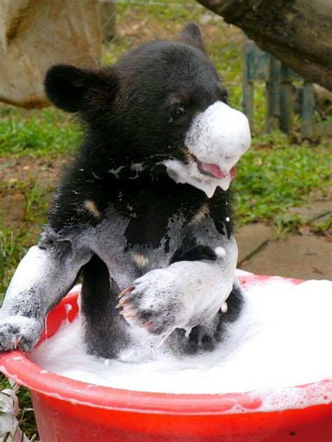 Baby Bear Taking A Bath Animals Pinterest