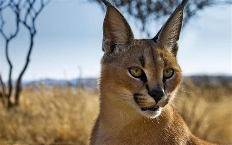 Free Download Animals Namibia Caracal Bing Blurred