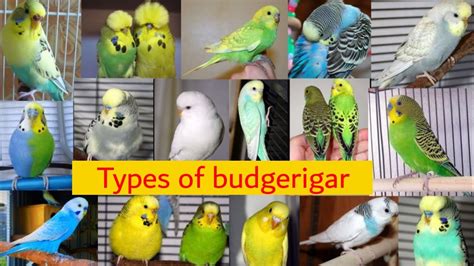 41 Types Of Budgies All Types Of Budgerigar Budgies Youtube