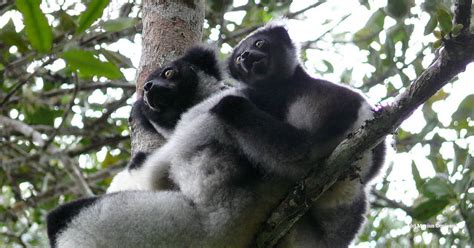 Madagascar Lemurs And Spies To Screen On The Bbc Eia
