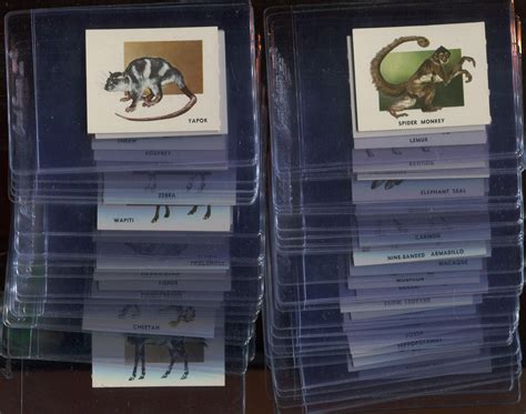Lot Detail 1951 Topps Animals Complete Set Of 100 Cards