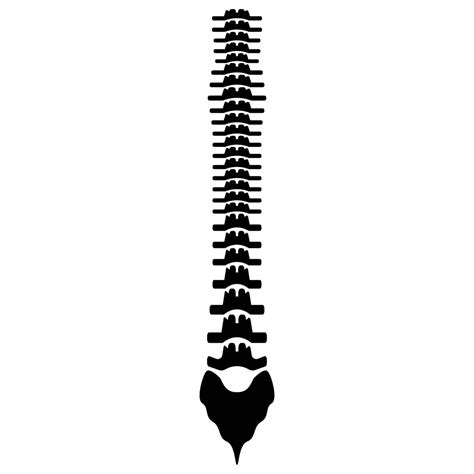 Human Spine The Black Color Icon Diagnostic Chiropractic Anatomy Vector