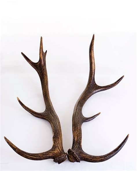 220 Spiked Antlers Stock Photos Pictures And Royalty Free Images Istock