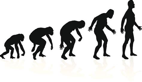 Human Evolution Darwin Illustrations Royalty Free Vector Graphics