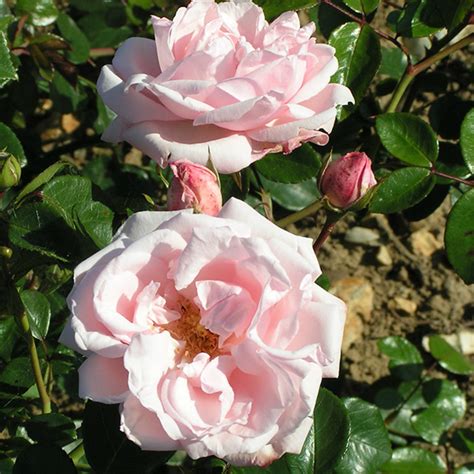 New Dawn Climbing Rose Trevor White Roses