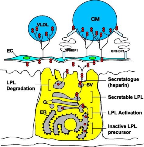 Lipoprotein Lipase From Gene To Obesity American Journal Of