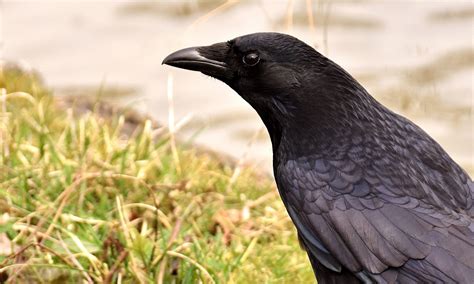 common raven bird · free photo on pixabay