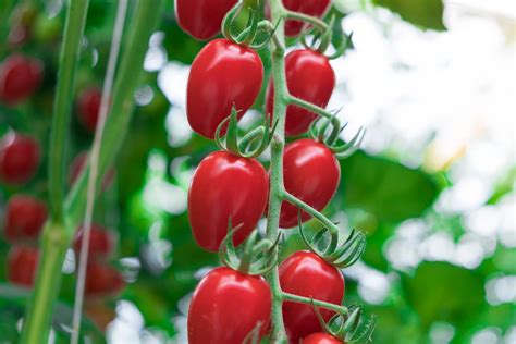 The Story Behind Tomz® Tomatoes Naturefresh™ Farms