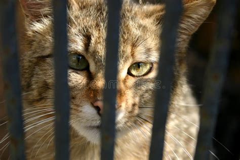 Wild Cat In The Cage Stock Image Image Of Fauna Cage Cats 6671