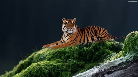 Tiger Desktop Backgrounds 65 Pictures